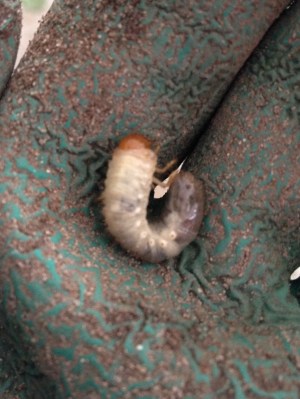 Japanese Beetle Grub