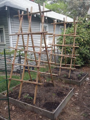 Tomato Ladders