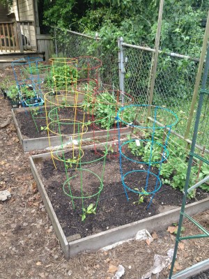 Good Use for "Tomato" Cages: Peppers and Eggplants